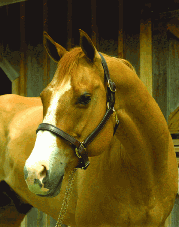 top gifts perri's halter