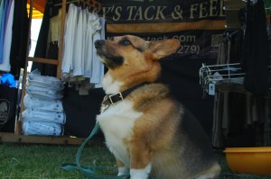 Ralphie loves hanging out and cooling off at the Mary's booth!