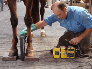 Photo courtesy of Dr. Silverman's website: sporthorseservices.com.