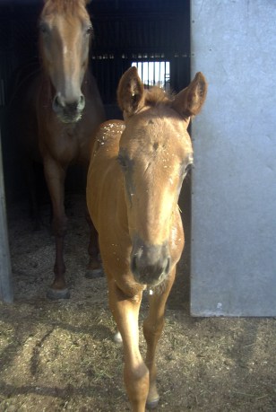 Toshiba Digital Camera